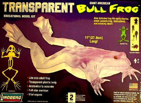 Transparent Giant American Bullfrog Educational Model Kit