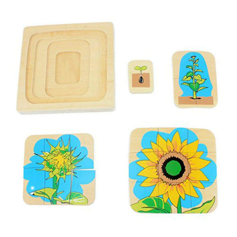 Montessori Children Wood Plant Education Toy Baby Toddler Life Cycle of Sunflower Puzzles Jingsaw Preschool Brinquedos Juguets