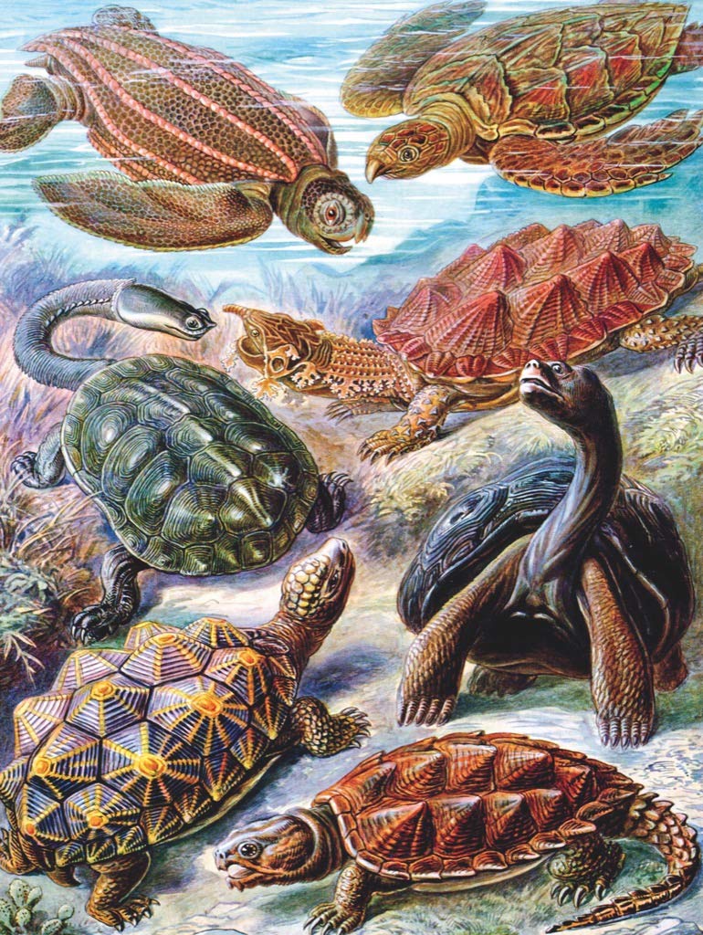 New York Puzzle Company - Vintage Images Turtles - 1000 Random Cut Jigsaw Puzzle for Adults by Ernst Haeckel