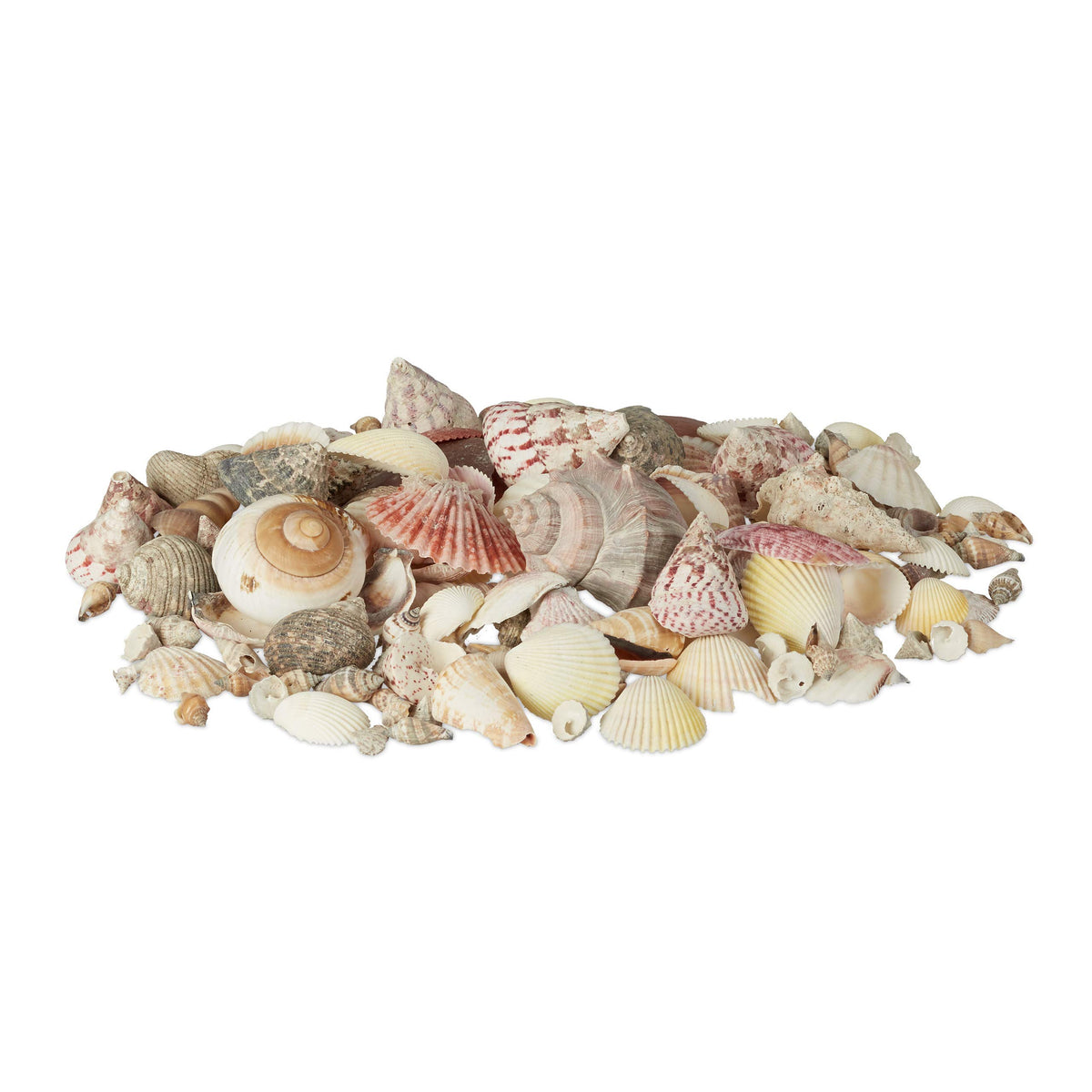 Relaxdays Decor Seashell Set, Mix with Large Sea Snails, Scallops, Beach Crafting Decoration, Maritime, 1 kg, Colourful